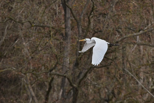 Volavka bílá (Ardea alba, Egretta alba)