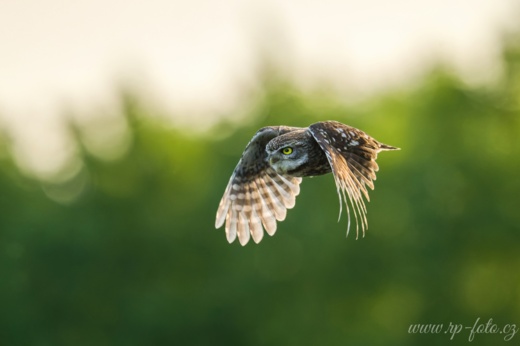 Sýček obecný - samec