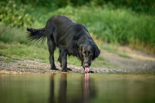 Čechovi  028 (1).jpg