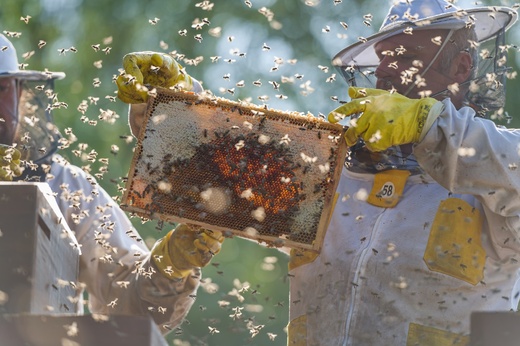 Česká včela 034.jpg