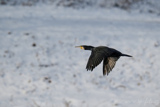 Kormorán velký (Phalacrocorax carbo).jpg