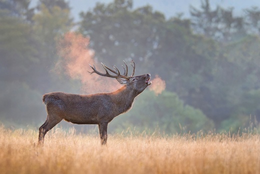 Lánská obora 2024 011_@1,5x.jpg