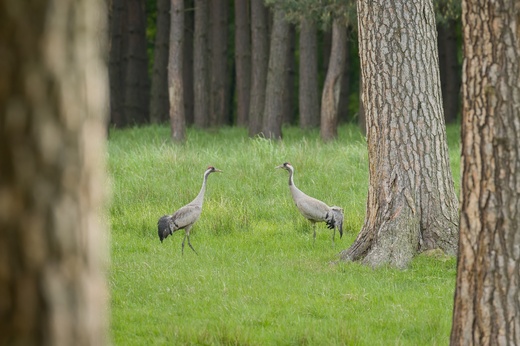 Lánská obora 2025  058 .jpg