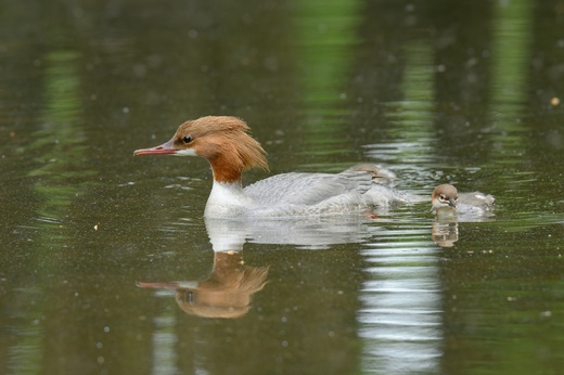 Lánská obora 2025  062 .jpg