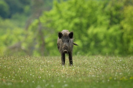 Lánská obora 2025  066 .jpg