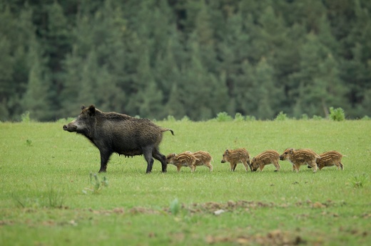 Lánská obora 2025  077 .jpg