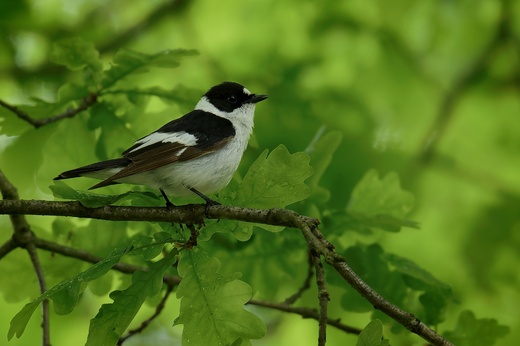 Lánská obora 2025  086 .jpg