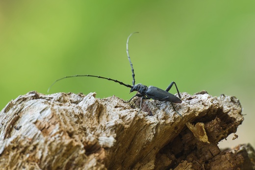 Lánská obora 2025  095 .jpg