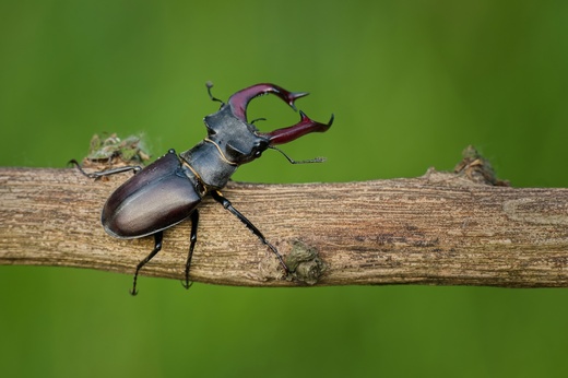 Lánská obora 2025  100 .jpg