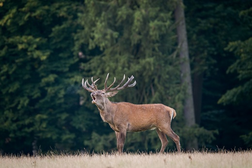 Lánská obora 2025  153 .jpg