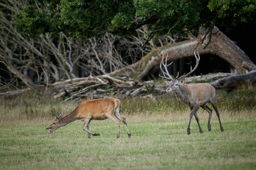 Lánská obora 2025  160 .jpg