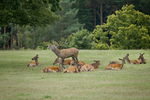 Lánská obora 2025  166 .jpg