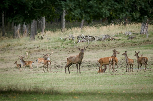 Lánská obora 2025  168 .jpg