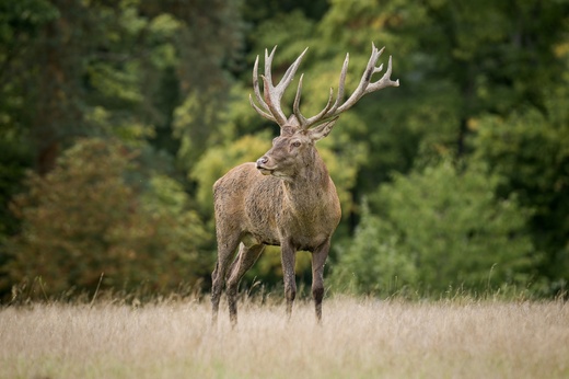 Lánská obora 2025  171 .jpg