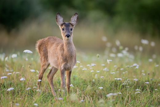 Srna obecná, Lašovice.jpg