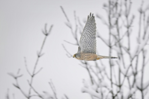 Výstava jesenice  003 .jpg